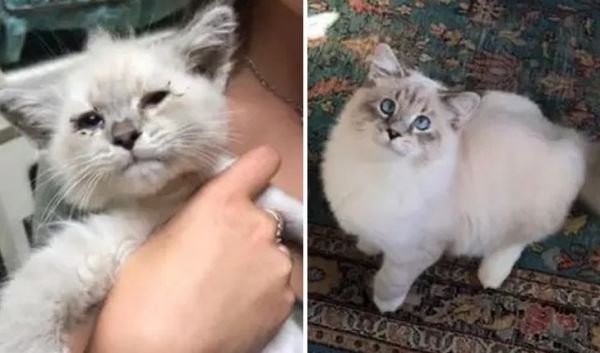 10 фото бездомных котов до и после того, как их спасли