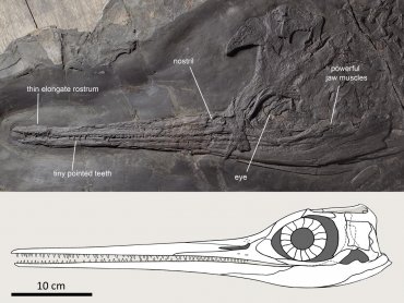 Безанозавры, жившие 240 миллионов лет назад, достигали восьми метров в длину