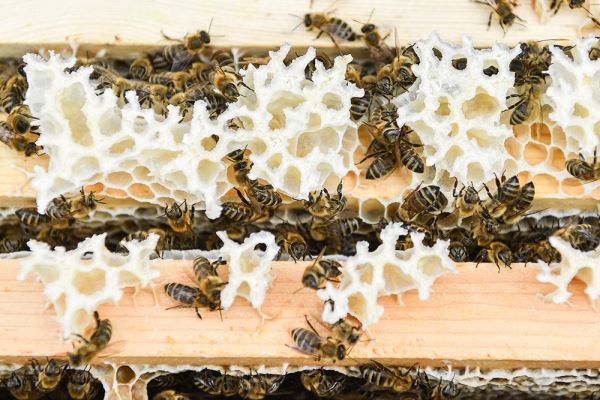 «Укрпочта» погубила 8 млн пчел